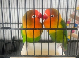 Lovebirds for sale