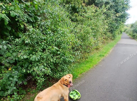 Friendly Labrador looking for new home