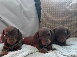 Chocolate and tan miniature dachshund