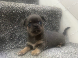 Kc registered Chihuahua pups