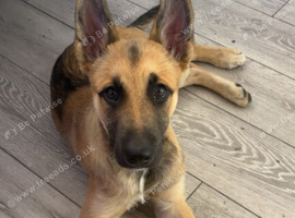 Malinois cross german shepherd