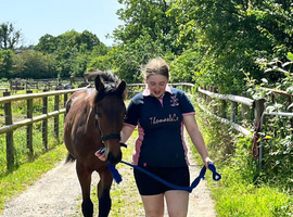 Thoughbread x Irish sport horse