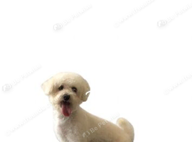 Beautiful Bichon Frise Bitch