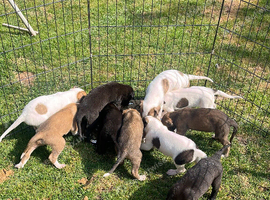 Lurcher puppies