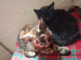 Lovely Kittens