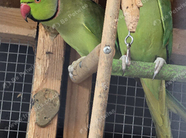 DNA & proven pair ringneck