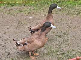 Khaki Campbell Duck Hatching Eggs &ndash; Excellent Laying Breed