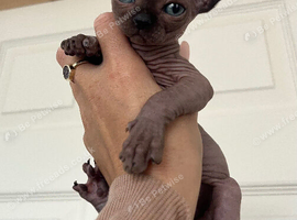 Last 1 available Sphynx kittens