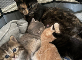 British blue cross Norwegian forest kittens