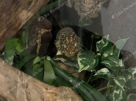 Leachianus Gecko