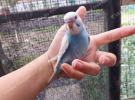 Budgies for sale