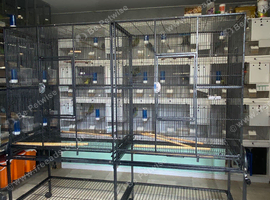Double flight cage