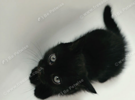 Kittens Ready to Go