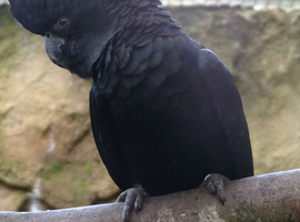 Red-Tailed Black Cockatoo