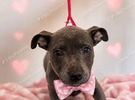 Gorgeous blue staffy puppies for sale all kc registered