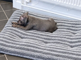 READY TO leave blue staffy girl