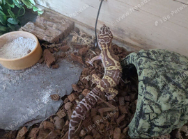 Leopard gecko