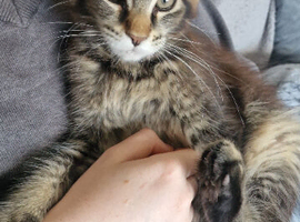 Maine Coon Kittens for sell