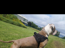 Stunning American Bulldog for stud