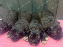 7 stunning puppies for sale ready to leave 1st October