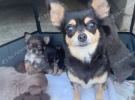 full breed chihuahua puppies