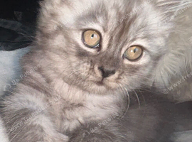 Last kitten left Now Reduced