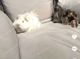 2 male guinea pigs 1 year old