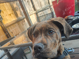 Milo,english mastiff x staffy
