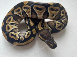 13 week old mojave ball python with set up