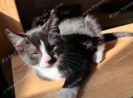 10 week old black and white Kittens for sale.