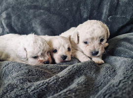 Shipooh puppies