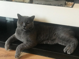 british shorthair male