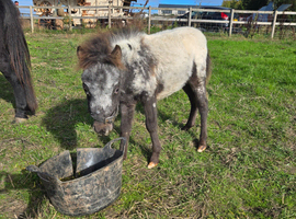 Beautiful appaloosa colt foal