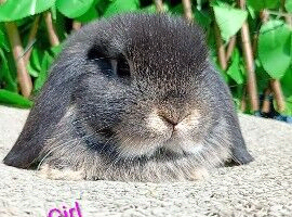 Mini lop