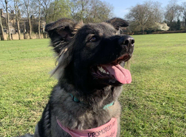 2 year old GSD x Caucasian girl