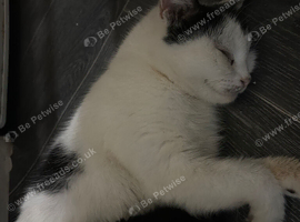 Black American whirehair kittens