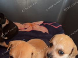 Beautiful Chihuahua