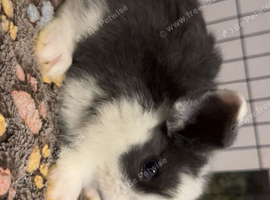 Mini lop X lion lop babies