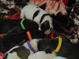French Bulldog x puppies for sale