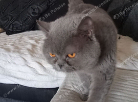 Max British shorthaired boy