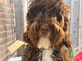 F-1 cockapoo