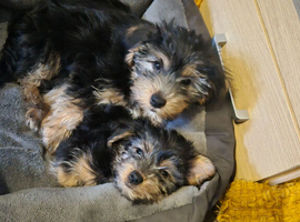 2 beautiful Yorkshire terriers puppies left