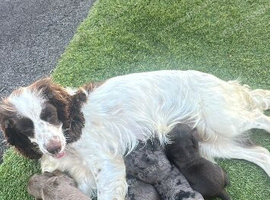 Rare Cocker spaniel puppy