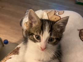 10 Week old male tabby kitten