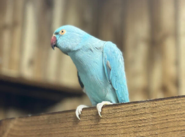 Blue ring neck parrot