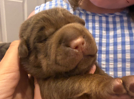 Bearcoat sharpei pups