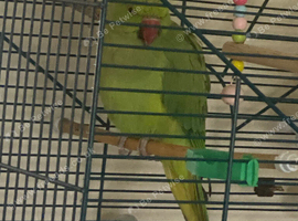 Female Indian ring neck parrot