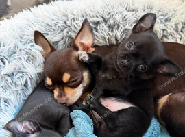 Gorgeous Black Blue Chihuahua Puppies London N1