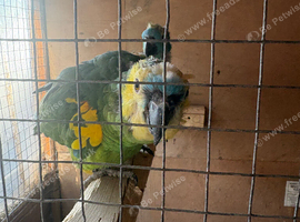 Breeding pair of blue front amazons