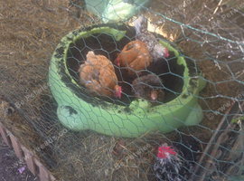 Hens